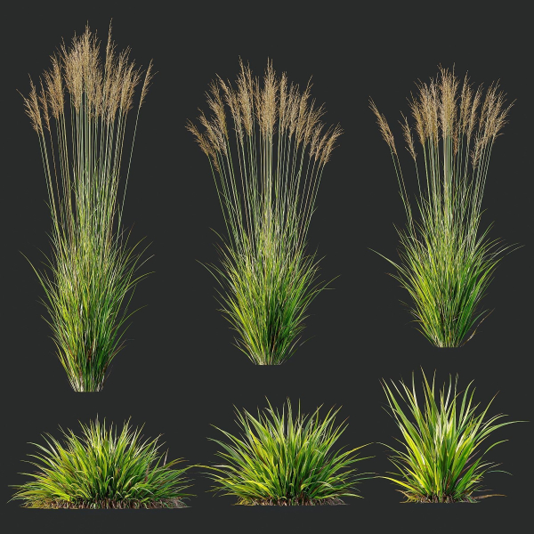 Grass 02