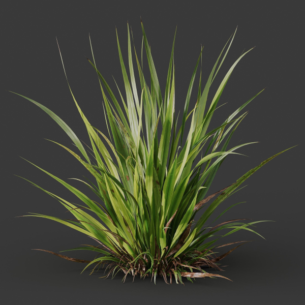 Grass 02