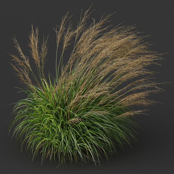 Grass