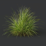 Grass