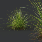 Grass