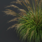 Grass
