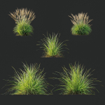 Grass