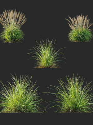 Grass