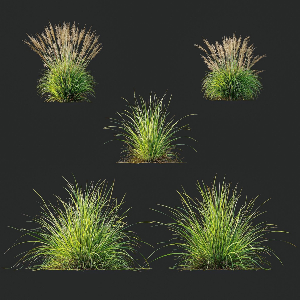 Grass