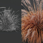 Grass