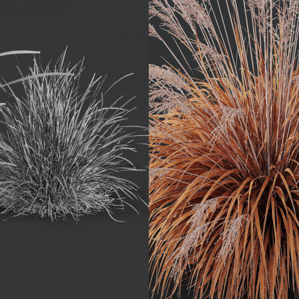 Grass