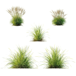Grass