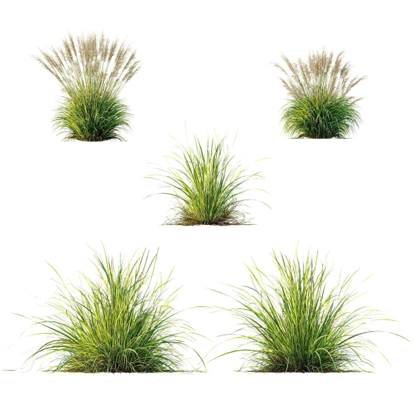 Grass