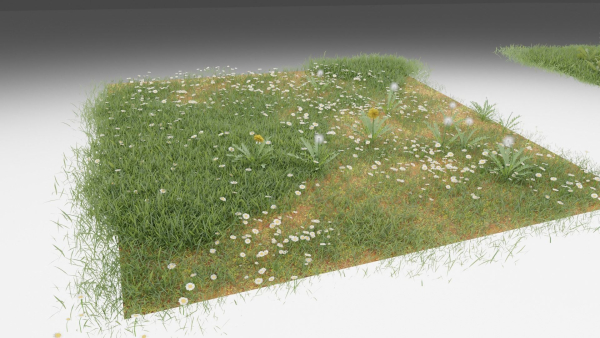 Grass and daisies