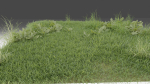 Grass and daisies