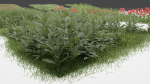 Grass and daisies