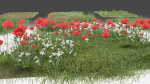 Grass and daisies