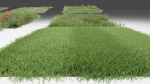 Grass and daisies