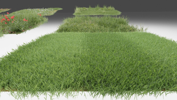 Grass and daisies