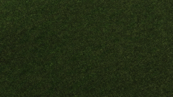 Grass