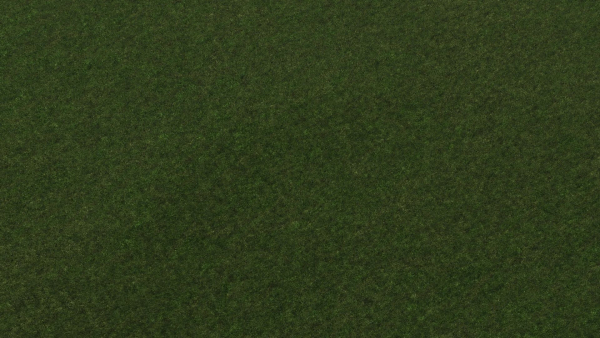 Grass