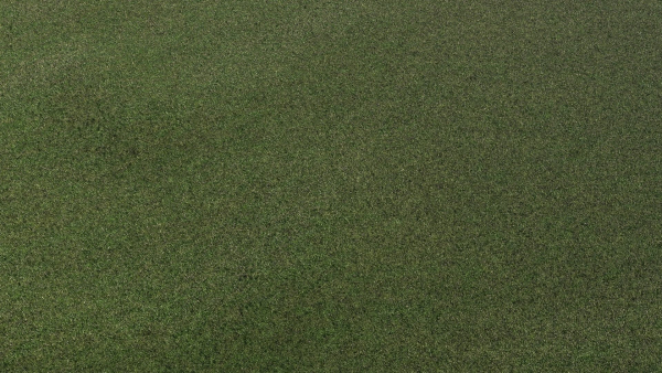 Grass