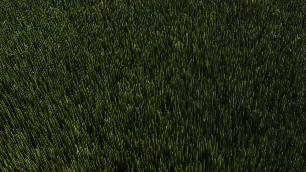 Grass
