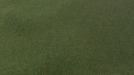 Grass