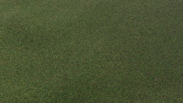 Grass