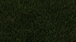 Grass