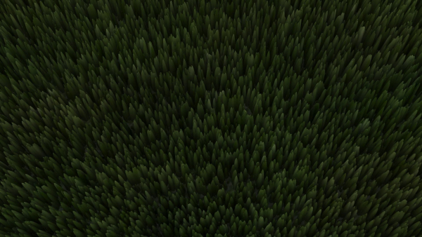 Grass
