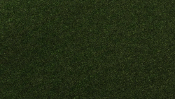 Grass