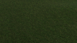 Grass