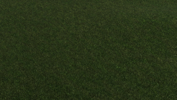 Grass
