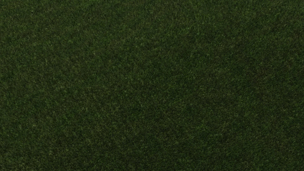 Grass
