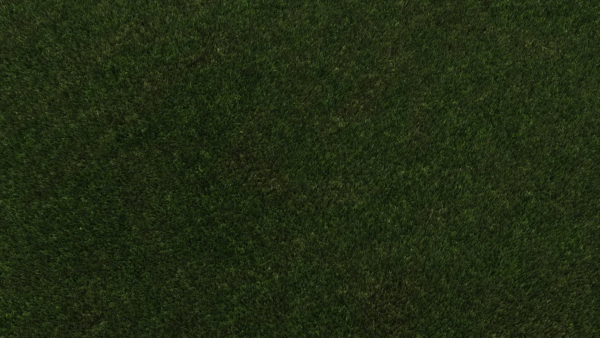 Grass