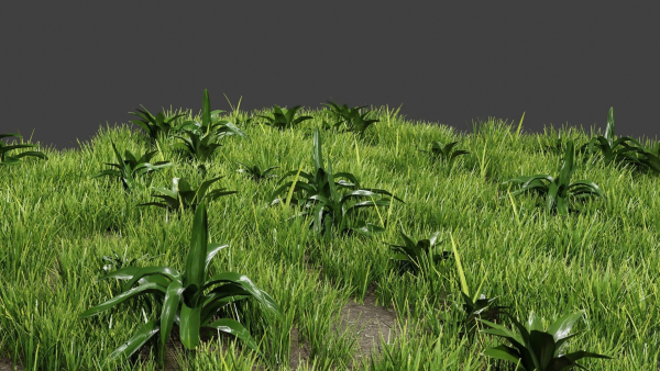 Grass And Plants