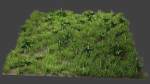 Grass And Plants