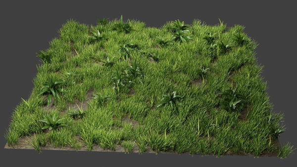 Grass And Plants
