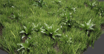 Grass And Plants