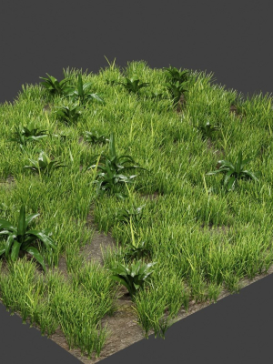 Grass And Plants