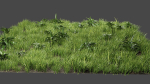 Grass And Plants