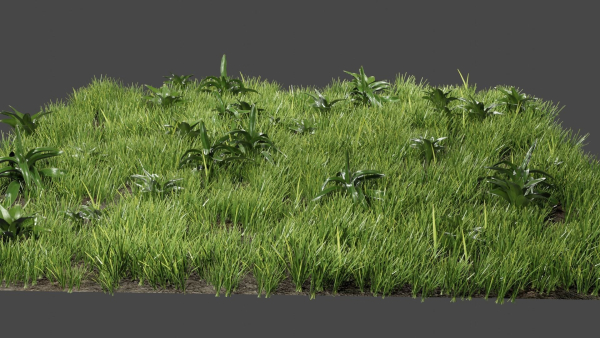 Grass And Plants