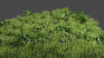 Grass And Plants