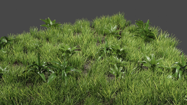 Grass And Plants