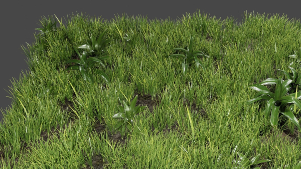 Grass And Plants