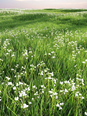 grass-beautiful-lawn-with-libertia-grandiflora-version2-3d-model-3281ae3ed9