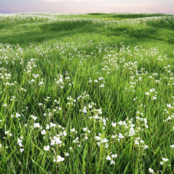 Grass Beautiful Lawn With Libertia Grandiflora Version2