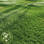 Grass Beautiful Lawn With Libertia Grandiflora Version2