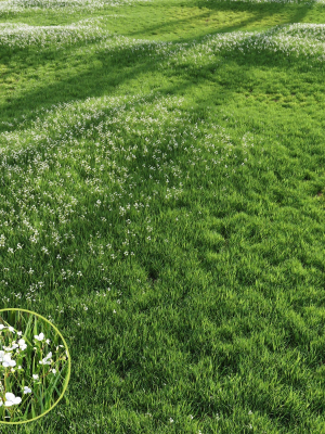 Grass Beautiful Lawn With Libertia Grandiflora Version2