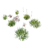 Grass Beautiful Lawn With Libertia Grandiflora Version2