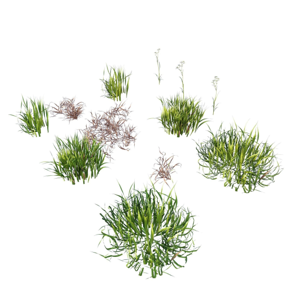 Grass Beautiful Lawn With Libertia Grandiflora Version2