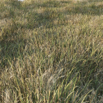Grass Collection 6 grassy field with