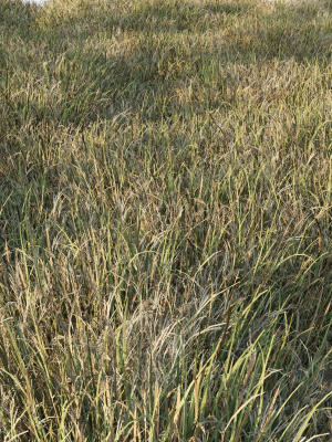 grass-collection-6-3d-model-low-poly-max-obj